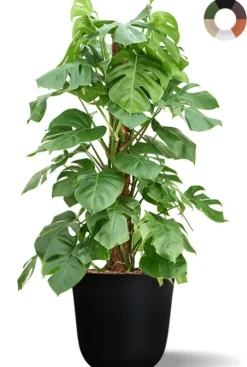 Hydroplant Monstera Pertusum in pot - Gatenplant