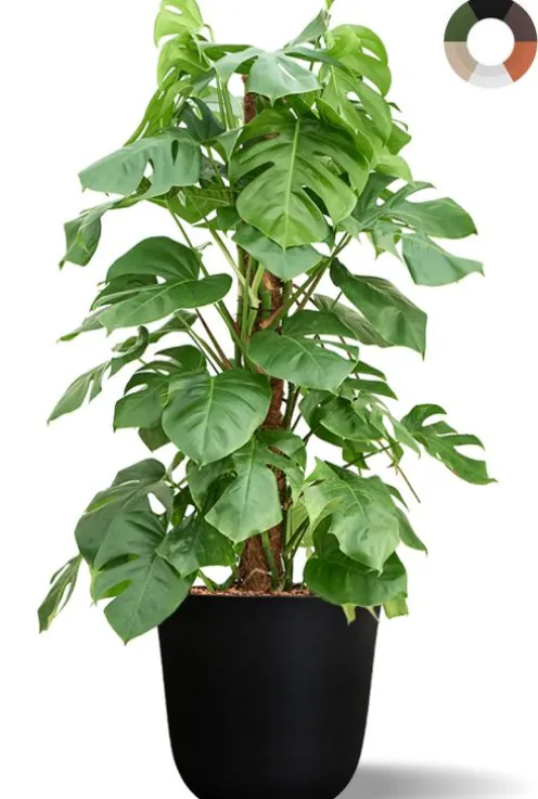 Hydroplant Monstera Pertusum in pot - Gatenplant
