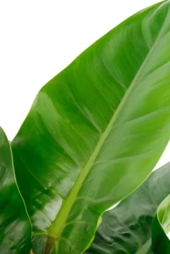 Hydroplant Philodendron in pot