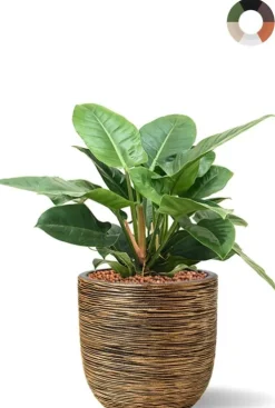Hydroplant Philodendron in pot