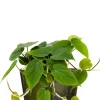 Hydroplant Scandens in pot