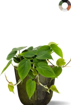 Hydroplant Scandens in pot