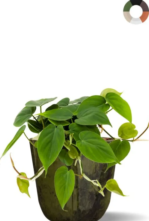 Hydroplant Scandens in pot