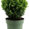 Ilex Crenata Jenny Ball Ø20cm