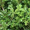 Ilex crenata 'Jenny' - Japanse hulst