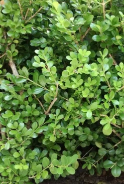 Ilex crenata 'Jenny' 6-Pack - Japanse hulst