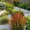 Imperata cylindrica Red Baron - Japans bloedgras