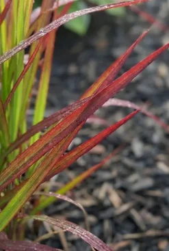 Imperata cylindrica Red Baron - Japans bloedgras