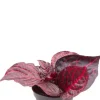 Iresine Herbstii Bloodleaf - Stekje