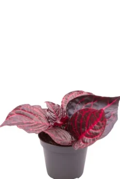 Iresine Herbstii Bloodleaf - Stekje