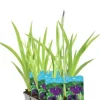 Iris Kaempferi