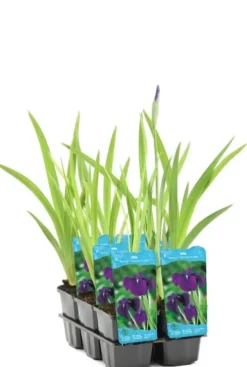 Iris Kaempferi