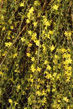 Jasminum Nudiflorum - Winterjasmijn