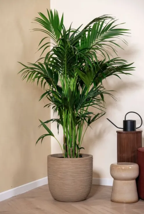 Kentia (extra vol) - Howea Forsteriana