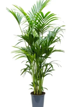 Kentia (extra vol) - Howea Forsteriana