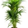 Kentia - Howea Forsteriana