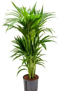 Kentia - Howea Forsteriana