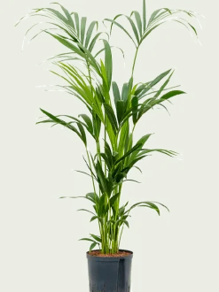 Kentia - Howea Forsteriana