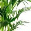 Kentia - Howea Forsteriana