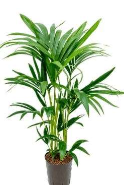 Kentia - Howea Forsteriana