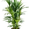 Kentia - Howea Forsteriana