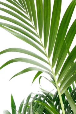 Kentia - Howea Forsteriana
