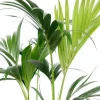 Kentia - Howea Forsteriana