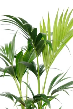 Kentia - Howea Forsteriana