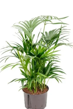 Kentia - Howea Forsteriana