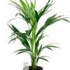 Kentia - Howea Forsteriana