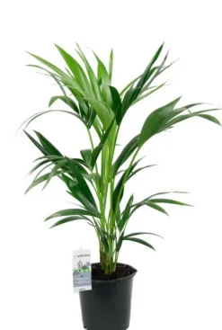 Kentia - Howea Forsteriana