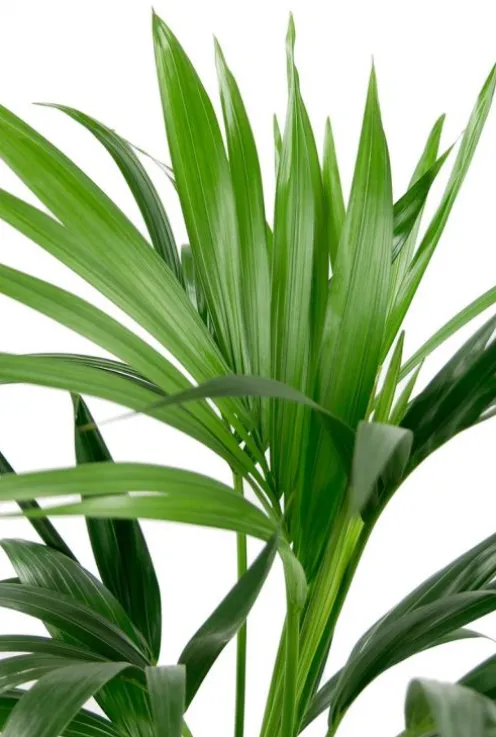 Kentia - Howea Forsteriana