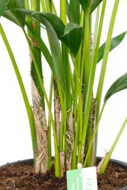 Kentia - Howea Forsteriana