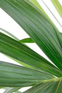 Kentia - Howea Forsteriana