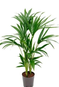 Kentia - Howea Forsteriana