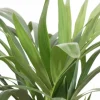 Kentia Howea Forsteriana - Howea Forsteriana