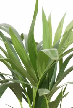 Kentia Howea Forsteriana - Howea Forsteriana