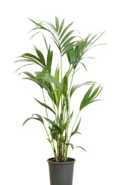 Kentia Howea Forsteriana - Howea Forsteriana
