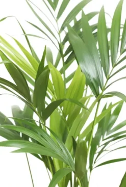 Kentia Howea Forsteriana - Howea Forsteriana