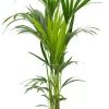 Kentia hydroplant - Howea Forsteriana