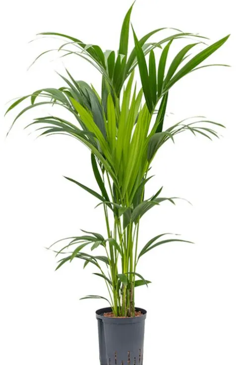 Kentia hydroplant - Howea Forsteriana