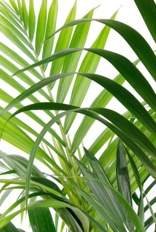 Kentia hydroplant - Howea Forsteriana