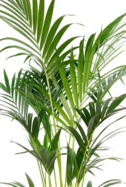 Kentia palm - Howea Forsteriana