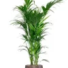 Kentia palm in luxe pot
