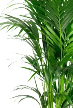 Kentia palm in luxe pot