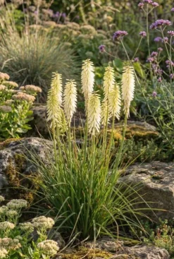 Kniphofia Little Maid - Vuurpijl