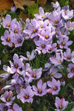 Krokus Sativa - 40 bollen