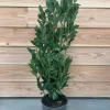 Laurus nobilis