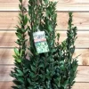 Laurus nobilis - Laurier