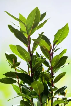 Laurus nobilis - Laurier